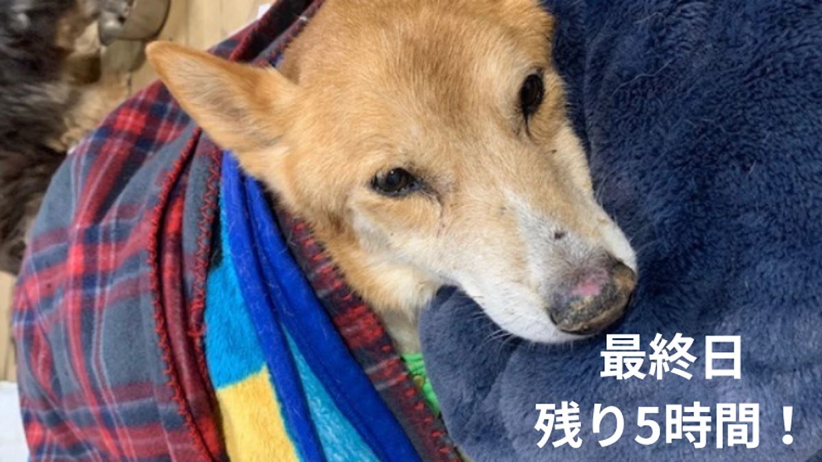 【第2弾プロジェクト残り5時間！】最後の一押しをお願いします！