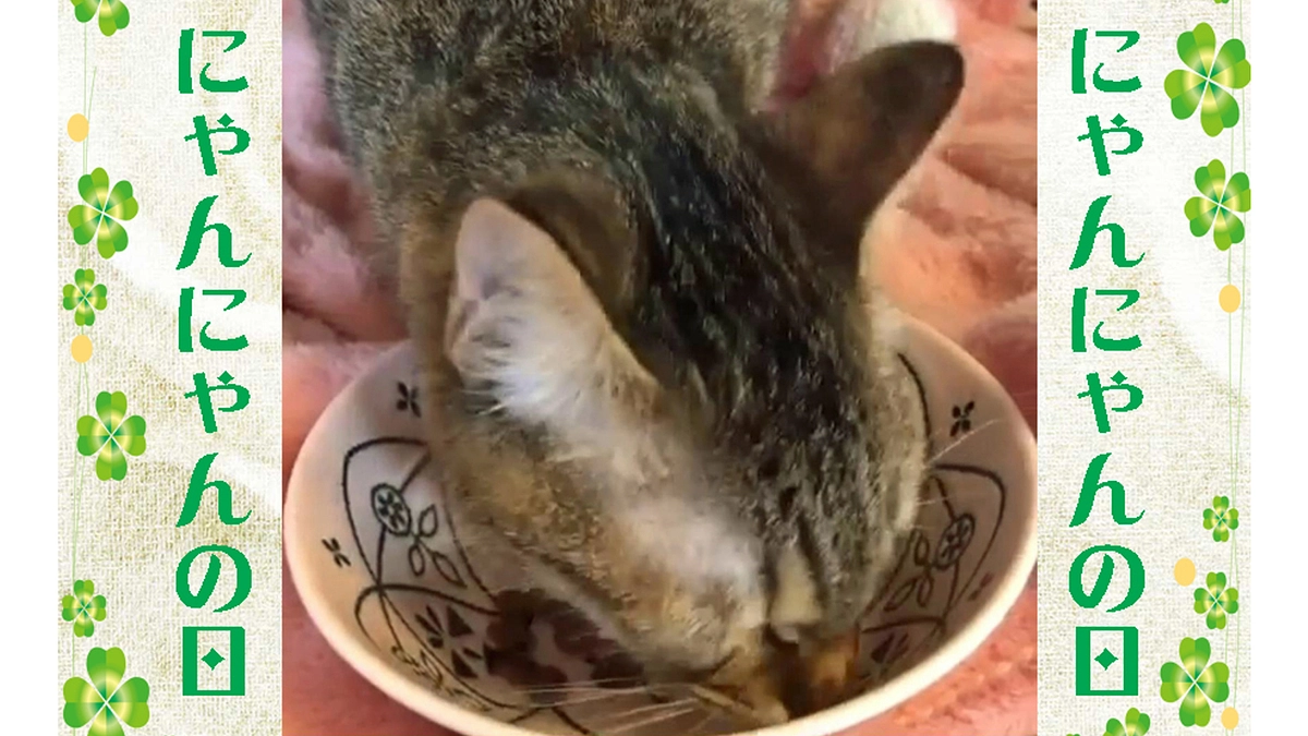 「にゃんにゃんの日」の動画