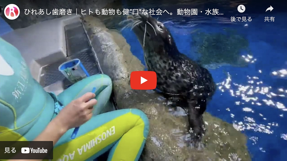 動物たちの歯磨きトレーニング🪥🦷の動画を公開！！