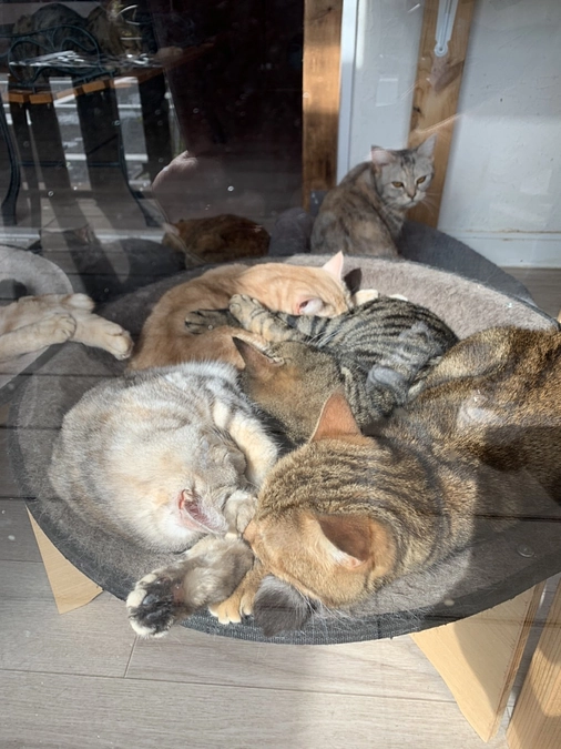 【80%突破】今でも悔やむ、「とわクン」のこと