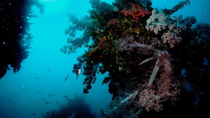 海の生物ガイドブックで”海の町”真鶴の魅力を知ってもらいたい