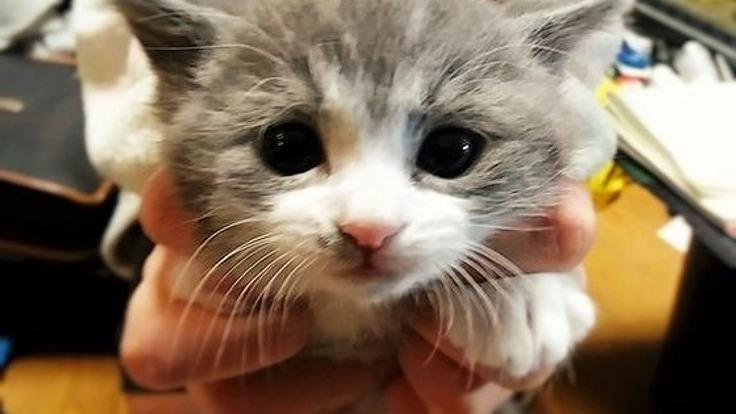 ～ライブチャットで里親探し配信～保護猫を生涯安心の生活へ！