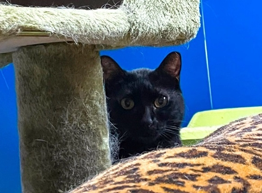 ☆ドン君（小田原多頭猫NO30）フォスターペアレント様ありがとう