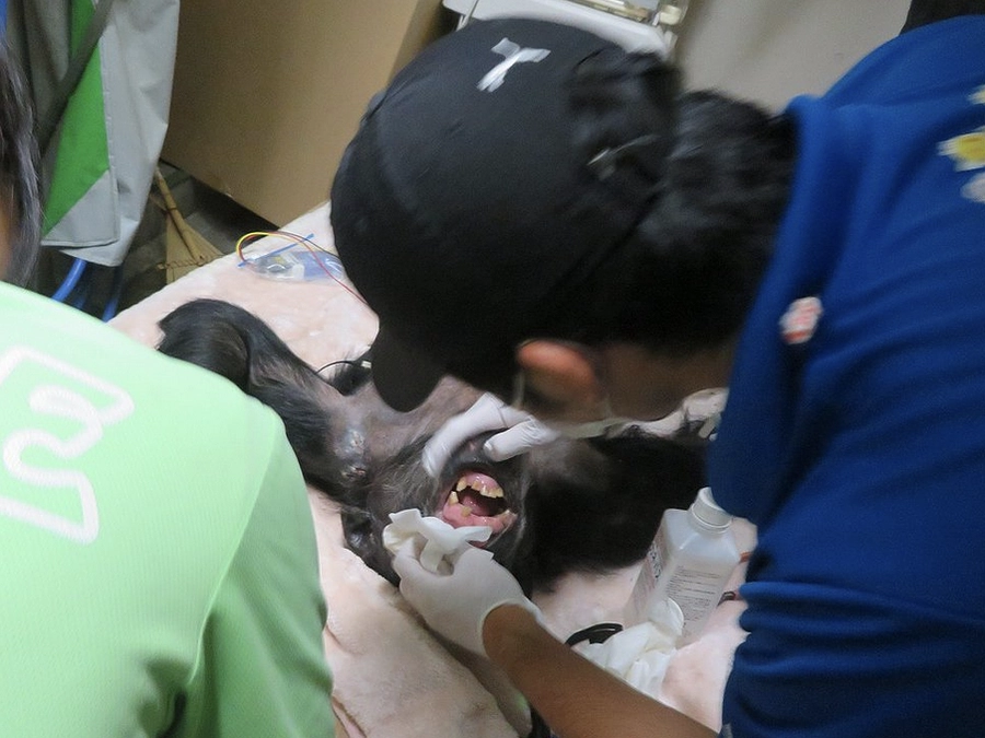 日立市かみね動物園でのチンパンジーの歯科検診の様子です🐒