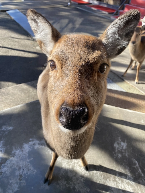 Twitterアカウントの閉鎖