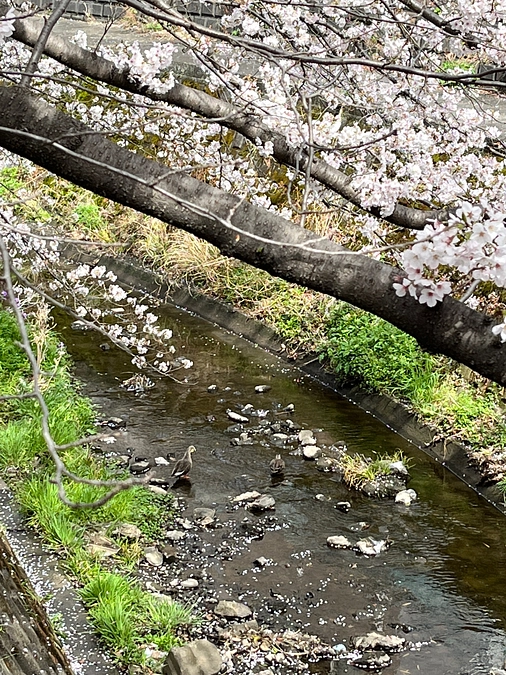 【動画34】さくらさくら2