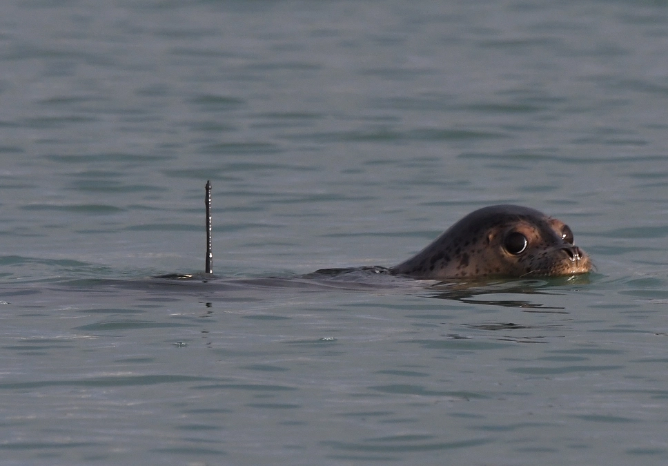 オホーツクとっかりセンターで調査してきました