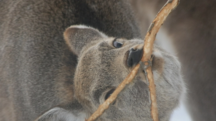 樹木を食い荒らす、シカの食害を伝える写真集1000部を発行したい！