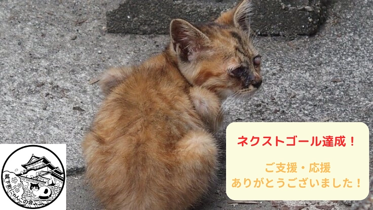 不幸な命を産まさない、不妊手術で救いたい猫の命【第五弾】