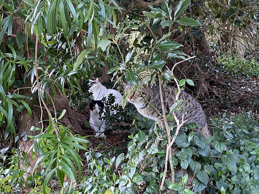 テレビ放送のお知らせ：3月31日(金)NHK総合 イブニング長崎18:10〜19:00