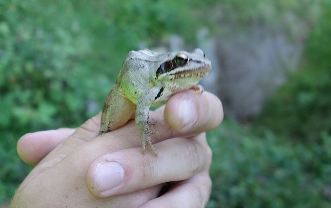 海外のアニマルパスウェイ