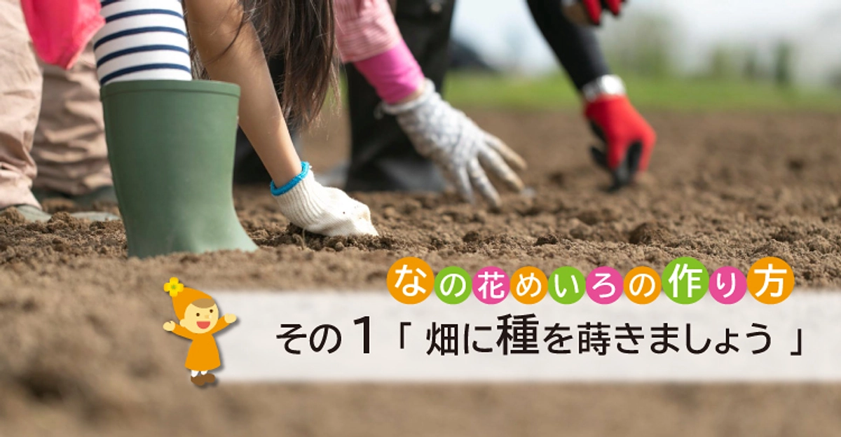 なの花めいろの作り方 その１「畑に種を蒔きましょう」