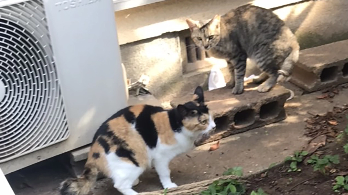 地域猫にリリースしたら健康チェックと食事はその人の仕事です