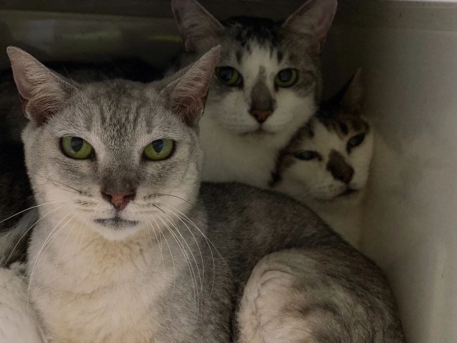 ★遊びだした猫と、まだまだの猫と。