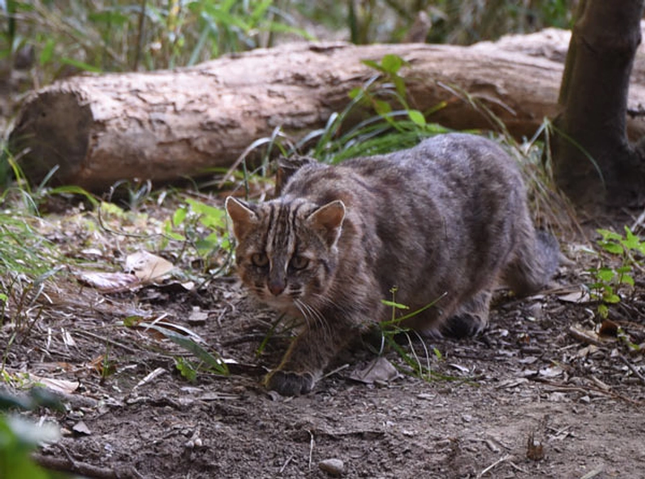 アメリカセンダングサの除草