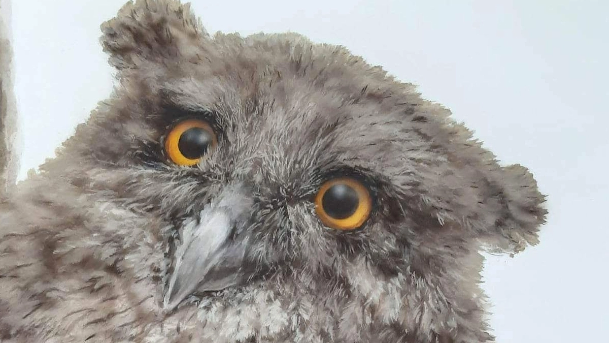 特集！シマフクロウ雛の細密画