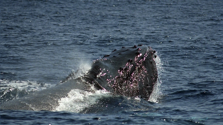 三宅島に来遊するクジラのメッセージから、地球環境の変化を探る！ 2枚目