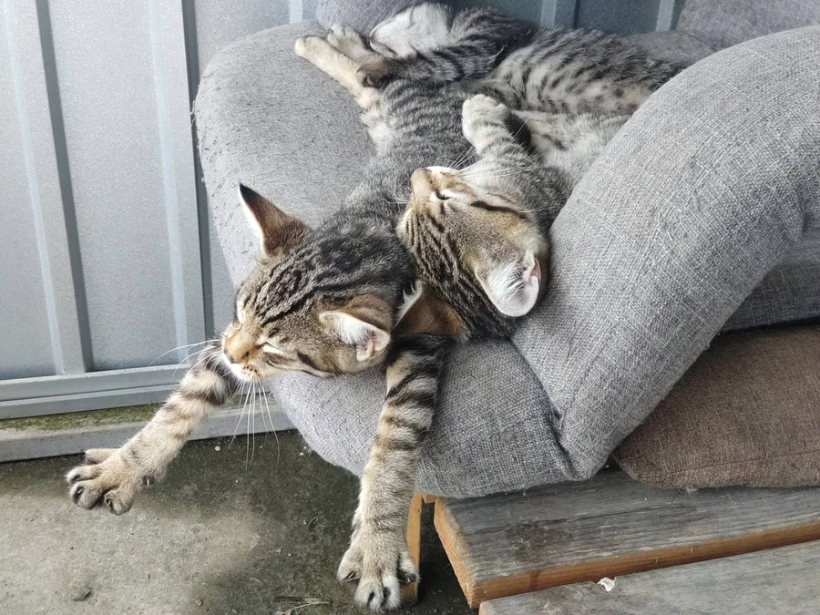 相双地区の猫殺処分を減らす活動を！