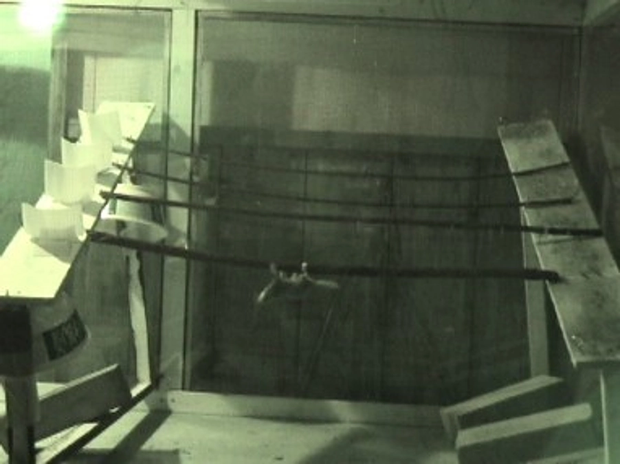 アニマルパスウェイ開発ものがたり　エピソード５