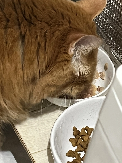 ご飯食べてくれた！