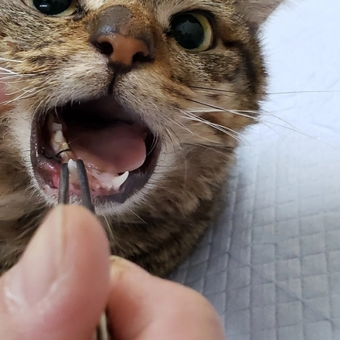 ★負傷猫すみれちゃん経過報告★バースデードネーション第一弾