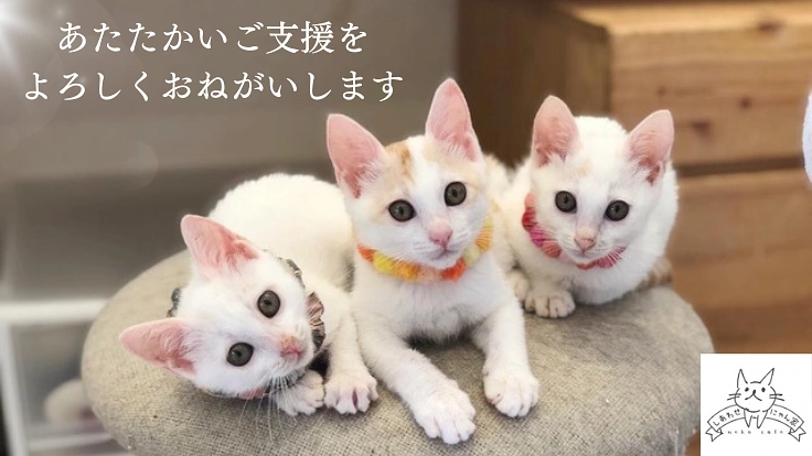 保護猫カフェを移転して、エイズや人馴れしない猫たちにも温かいご縁を 4枚目