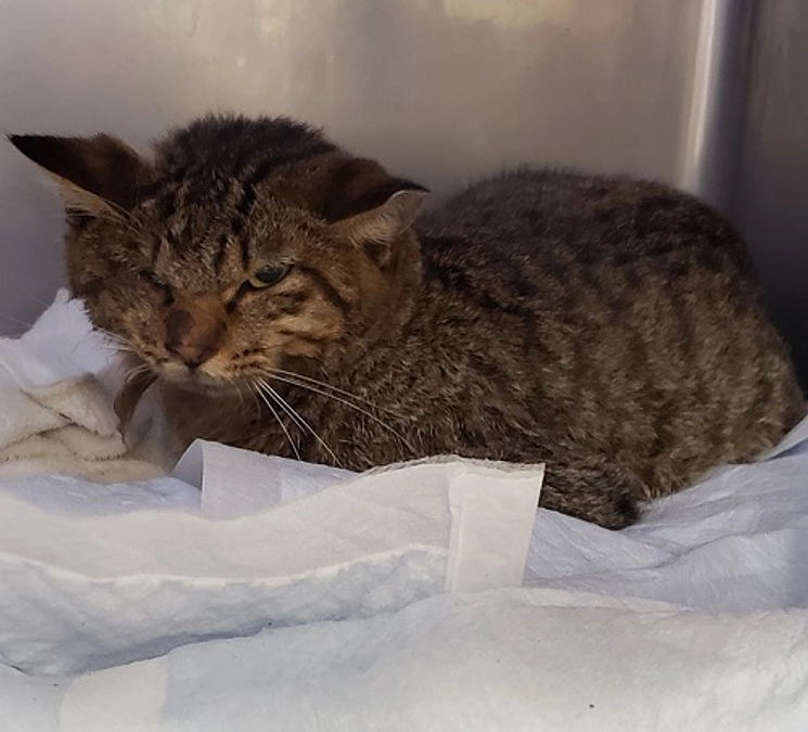 ★負傷猫すみれちゃん　鼻カテ・尿カテ・静脈点滴解除