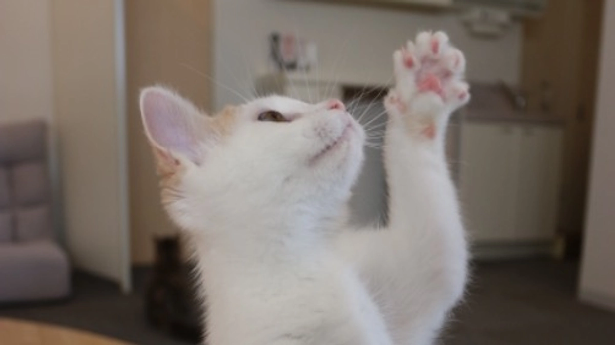 お別れからはや1年…