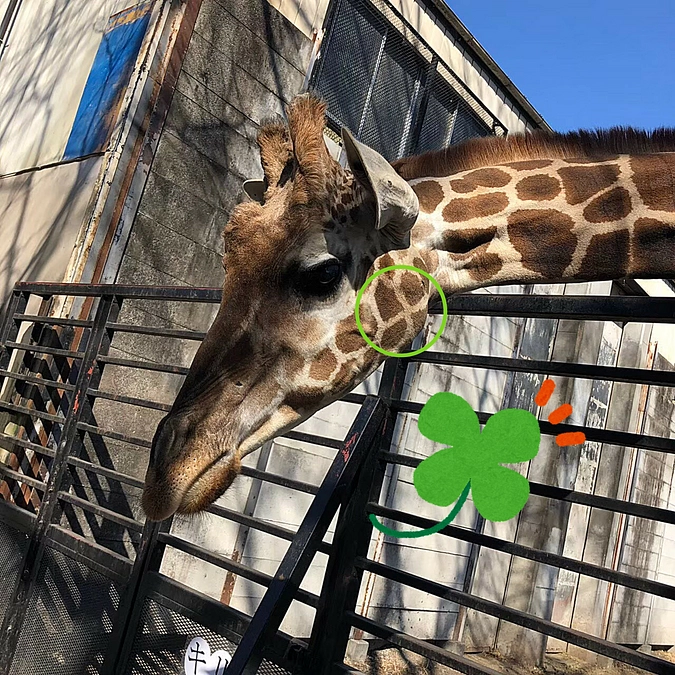 【キリンのメイちゃんをご紹介！】