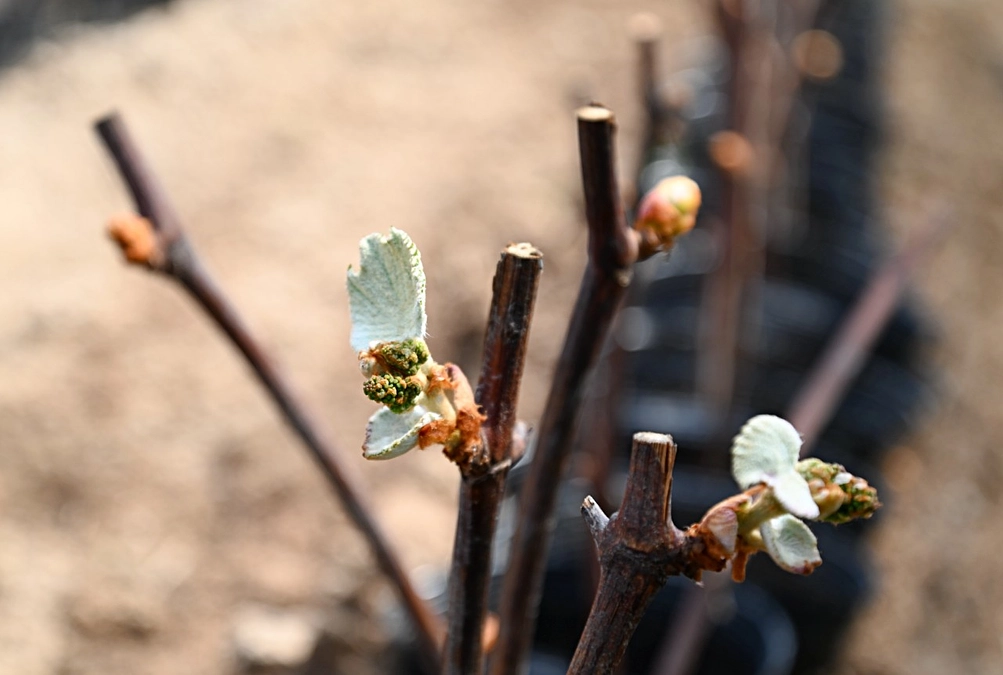 ガラミの挿し木1か月間の成長記録
