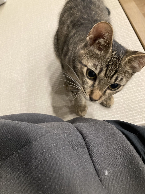 しらす病状経過②