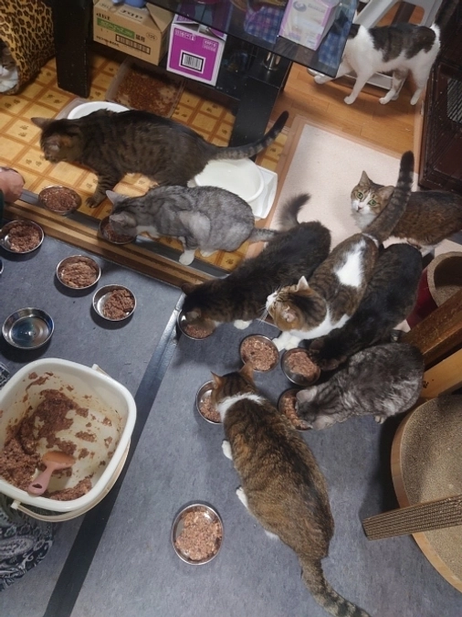 ★多頭猫への沢山のご支援物資に心から感謝申し上げます。