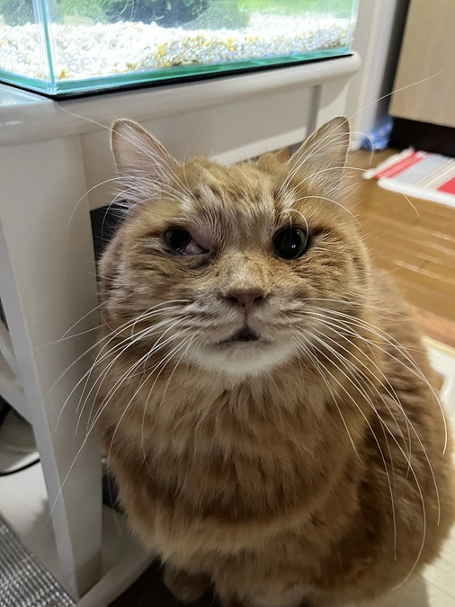 咲夜は、頑張っています！