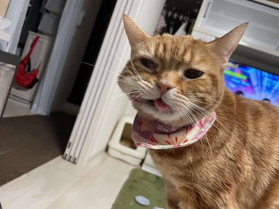 今日のあずきさん