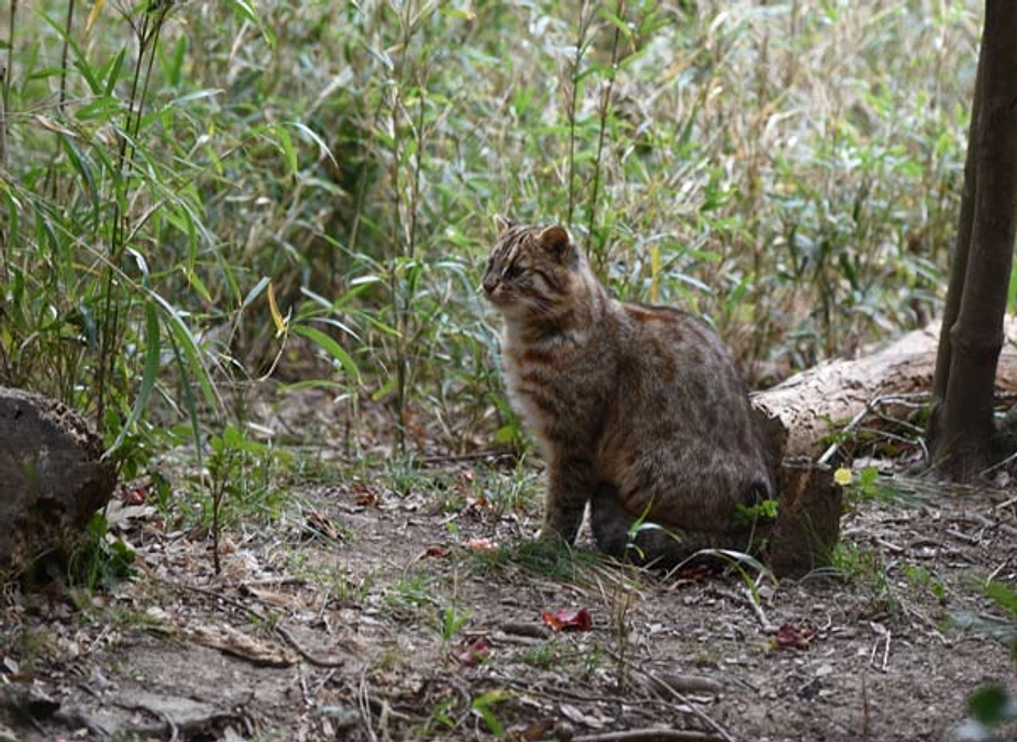 今日のネコさんです。