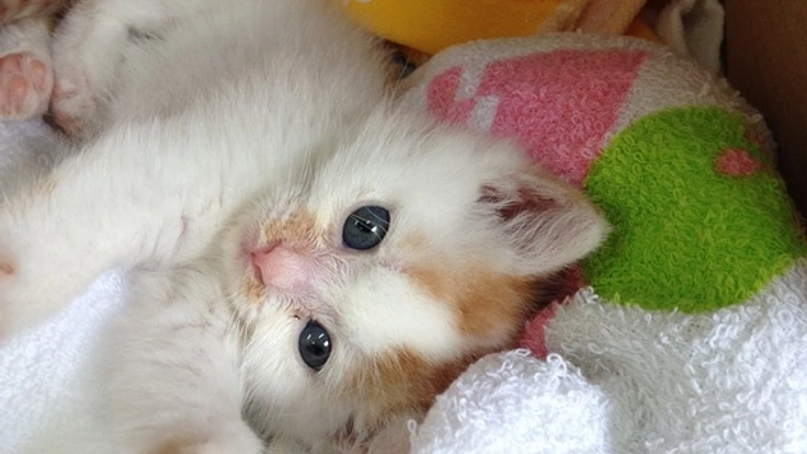 アニマルシェルター・里親サロンでいのちをつなぐ