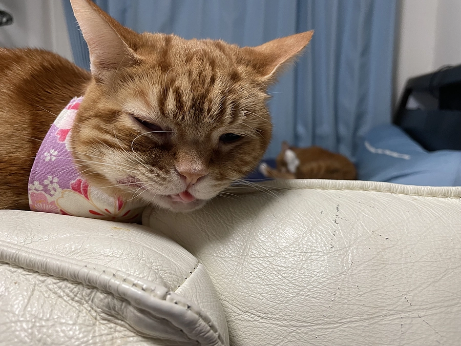 今日のあずきさん