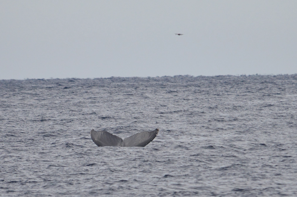 予備調査完了！速報