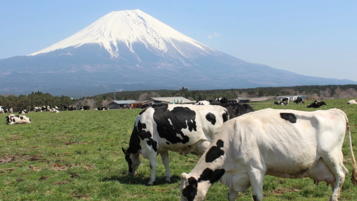 世界文化遺産の富士山・朝霧高原の景観を守る住民活動を支援！