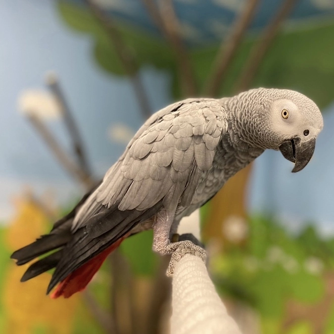 絶滅危惧種『ヨウム』のらんちゃんをご紹介します🐾