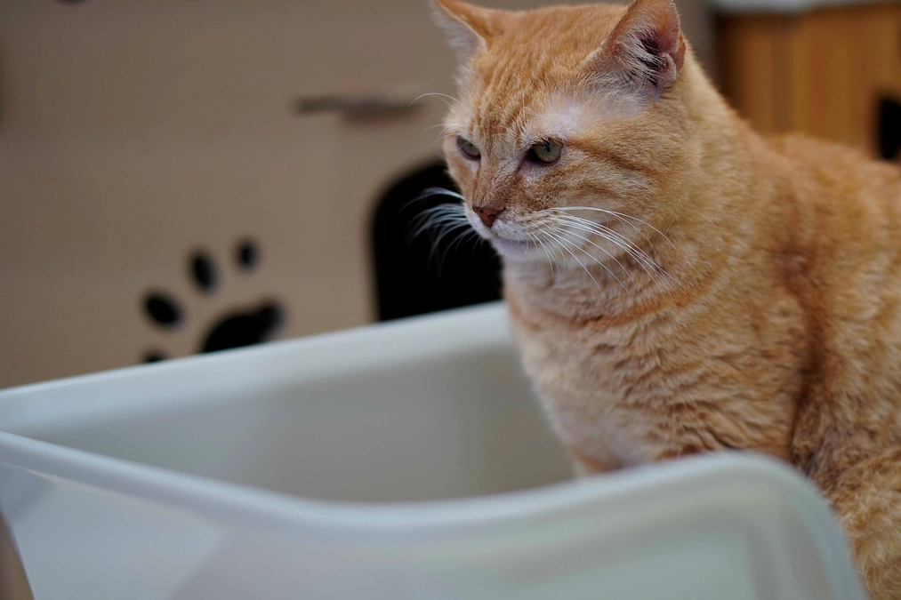 さくらプロジェクト、残り4日です！