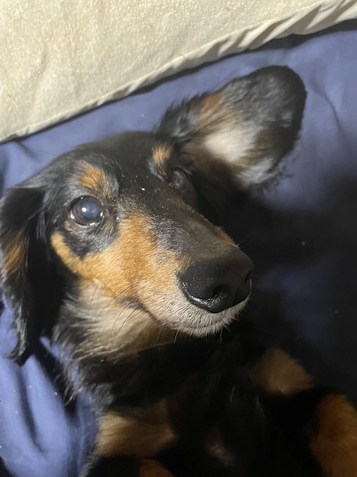 後26時間　どうかクゥにお力添えをお願い致します