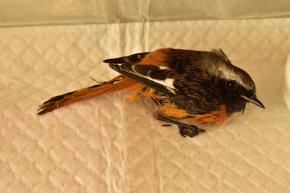 【保護情報】ジョウビタキ　ネズミ捕りシートにかかって