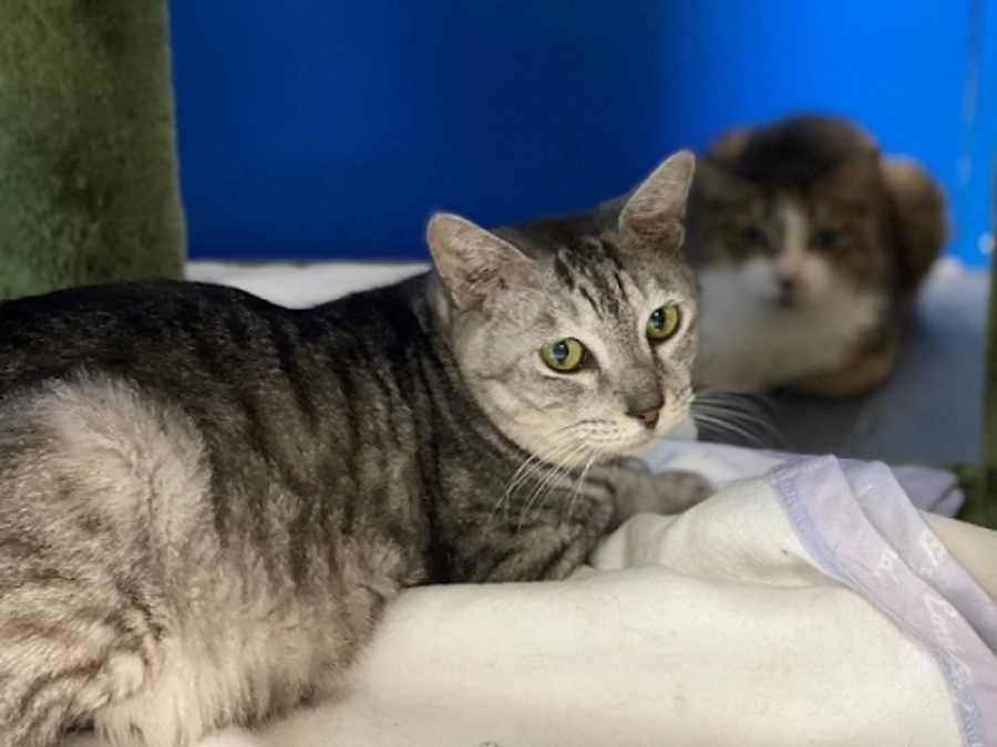 ★物言えぬ動物たちの声になってくださいませんか。