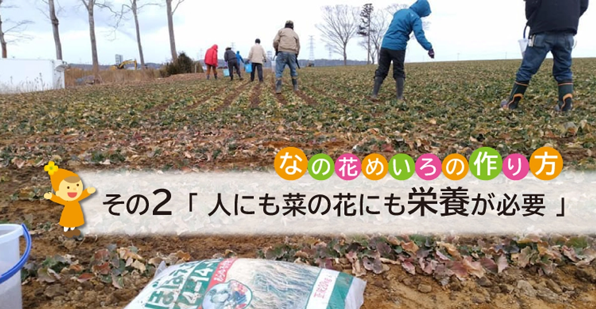 なの花めいろの作り方 その2「人にも菜の花にも栄養が必要」