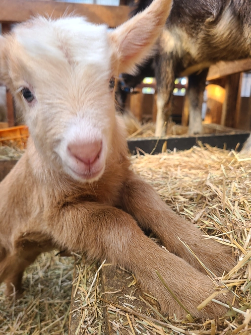 子ヤギが産まれました！
