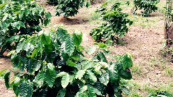 沖縄の耕作放棄地をオーナー制のコーヒー農園にしたい！