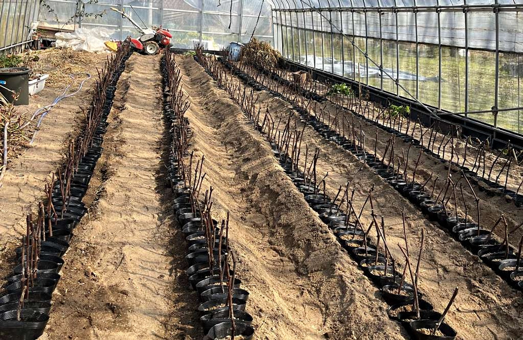 ガラミの挿木作業が始まりました！