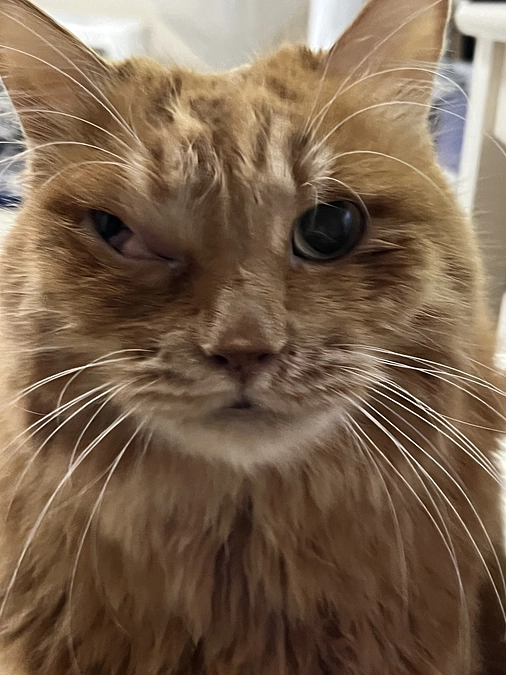 最後の抗がん剤？