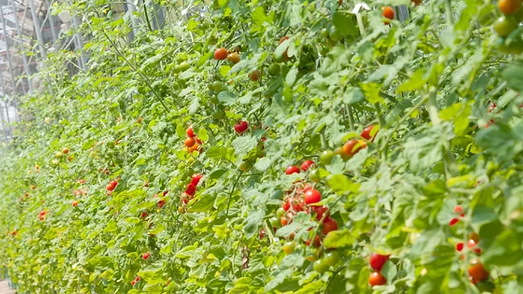 雪害で倒壊したハウスを再建し,障がい者の方々と有機野菜を作る